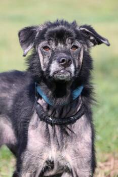 Mixed Breed Dogs Available for Adoption - Sweet Pea | PetCurious