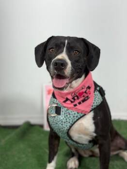 Megara-One of our Amazing Rescue Dogs -  Pit Bull Terrier and English Pointer Dog for Adoption in Carlsbad, California - Megara-One Of Our Amazing Rescue Dogs | PetCurious