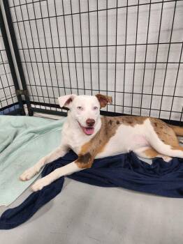 Blue -  Catahoula Leopard Dog and Mixed Breed Dog for Adoption in Chattanooga, Tennessee - Blue | PetCurious