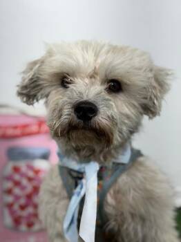 Toasty loaf-One of our Amazing Rescue Dogs -  Havanese and Schnoodle Dog for Adoption in Carlsbad, California - Toasty Loaf-One Of Our Amazing Rescue Dogs | PetCurious