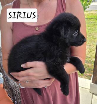 Sirus -  Black Labrador Retriever and German Shepherd Dog Dog Available for Adoption in Sanford, North Carolina - Sirus | PetCurious