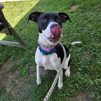 CHEECH -  Pit Bull Terrier and Mixed Breed Dog for Adoption in Long Beach, California - CHEECH | PetCurious