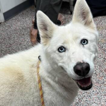 Cameo -  Mixed Breed and Husky Dog for Adoption in Salt Lake City, Utah - Cameo | PetCurious