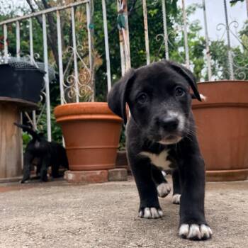 Lizzie McGuire -  Labrador Retriever and Mixed Breed Dog for Adoption in Los Angeles, California - Lizzie McGuire | PetCurious