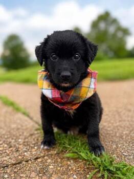 Pebbles -  Flat Coated Retriever and Mixed Breed Dog for Adoption in Morton Grove, Illinois - Pebbles | PetCurious