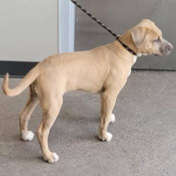 Mixed Breed Dogs Available for Adoption - 105334 | PetCurious