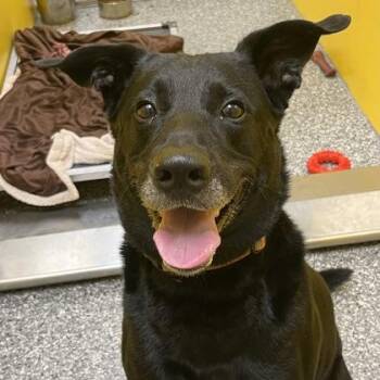 Rescue Mixed Breed Dogs for Adoption in Dubuque, Iowa - Jett | PetCurious