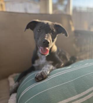 Lena -  Australian Cattle Dog Blue Heeler and American Staffordshire Terrier Dog for Adoption in San Diego, California - Lena | PetCurious