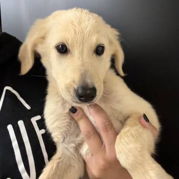 Jackpot -  Spaniel Dog for Adoption in Norman, Oklahoma - Jackpot | PetCurious