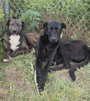 Clyde -  Labrador Retriever and Shepherd Dog Available for Adoption in Willingboro, New Jersey - Clyde | PetCurious