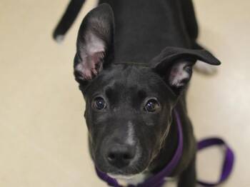 Lizzy -  Pit Bull Terrier Dog for Adoption in Portland, Oregon - Lizzy | PetCurious