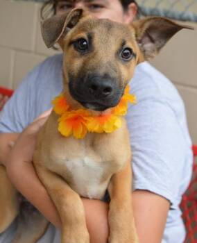 Snack Yeti -  Mixed Breed Dog for Adoption in Mckinney, Texas - Snack Yeti | PetCurious