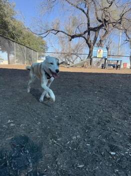 Labrador Retriever Dogs Available for Adoption - Coco Melon | PetCurious