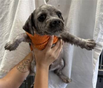 BLUE CHEESE -  Schnauzer Dog for Adoption in San Bernardino, California - BLUE CHEESE | PetCurious