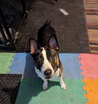 Jack Russell Terrier Dogs Available for Adoption in Valley City, Ohio - Babs  | PetCurious