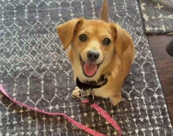 Dachshund and Chihuahua Dogs Available for Adoption - Bubblelicious | PetCurious