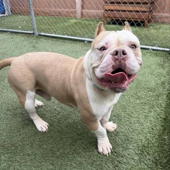 English Bulldog Dogs Available for Adoption in Long Beach, California - Mitch | PetCurious