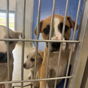Puppy No 2 -  Husky and Pit Bull Terrier Dog for Adoption in Shelbyville, Illinois - Puppy No 2 | PetCurious