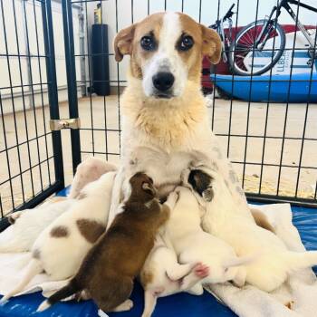 Rescue Mixed Breed Dogs for Adoption in Moab, Utah - Plantain | PetCurious