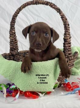 Labrador Retriever and Catahoula Leopard Dog Dogs Available for Adoption - Wild The Lab Mix Puppy! | PetCurious