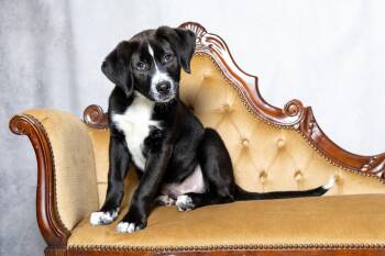 Labrador Retriever Dogs Available for Adoption in Lebanon, Tennessee - Trace | PetCurious
