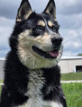 Mia -  Husky Dog for Adoption in Huntington, Indiana - Mia | PetCurious