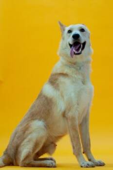 Rescue Shepherd and Labrador Retriever Dogs for Adoption in Houston, Texas - GOBI | PetCurious