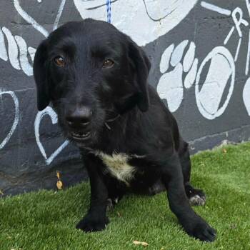 FOSTER OR FOSTER-TO-ADOPT NEEDED Dream Ahead -  Basset Hound and Mixed Breed Dog Available for Adoption - FOSTER OR FOSTER-TO-ADOPT NEEDED Dream Ahead | PetCurious