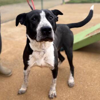 Mixed Breed Dogs Available for Adoption in Corinth, Mississippi - Boomer | PetCurious