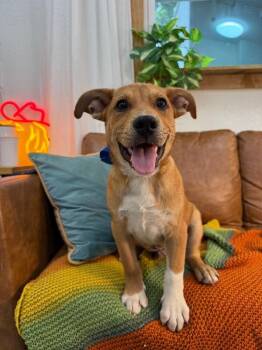 Pit Bull Terrier and Labrador Retriever Dogs Available for Adoption in Friendswood, Texas - Hot Potato | PetCurious