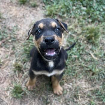 Oxford -  Shepherd and Mixed Breed Dog Available for Adoption in Wake Forest, North Carolina - Oxford | PetCurious