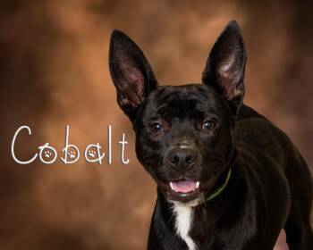 Rescue Pit Bull Terrier Dogs for Adoption in Somerset, Pennsylvania - Cobalt | PetCurious