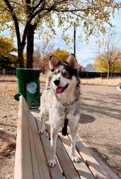 Husky Dogs Available for Adoption in Billings, Montana - Lol-Spirit | PetCurious