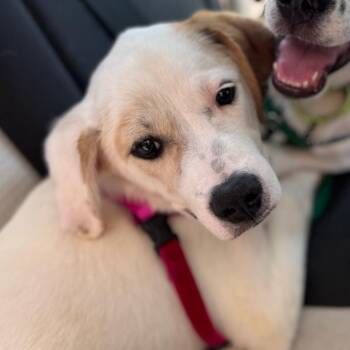 Rescue Great Pyrenees and Australian Cattle Dog Blue Heeler Dogs for Adoption in Jersey City, New Jersey - Princess Peach | PetCurious