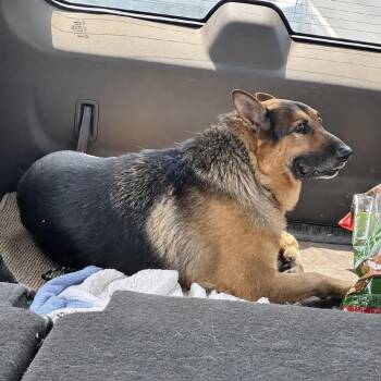 Bailey -  German Shepherd Dog Dog for Adoption in Tulsa, Oklahoma - Bailey | PetCurious