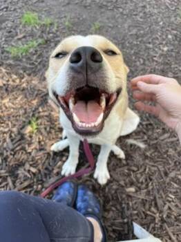 Mixed Breed Dogs Available for Adoption in Chamblee, Georgia - Kyle - IN FOSTER | PetCurious