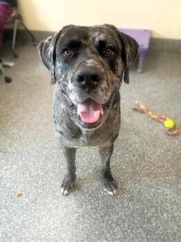 Cool Ranch Dorito -  Great Dane and Mixed Breed Dog for Adoption in Westland, Michigan - Cool Ranch Dorito | PetCurious