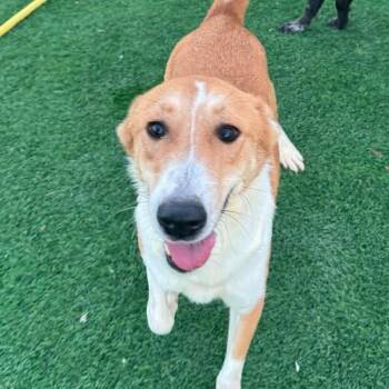 Collie and Labrador Retriever Dogs Available for Adoption - Lenny | PetCurious