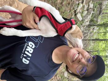 English Springer Spaniel and Australian Shepherd Dogs Available for Adoption - Muchi  | PetCurious