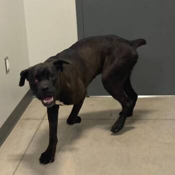 Kash -  Boxer Dog for Adoption in Jefferson, Iowa - Kash | PetCurious