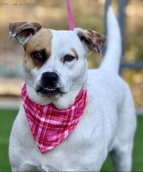 Rescue Boxer and Mixed Breed Dogs for Adoption in Hondo, Texas - Jewel And Her Whittle Teef - Excellent Temperament! Loves Everyo | PetCurious