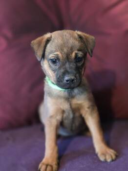 Shepherd Dogs Available for Adoption in Rio Rancho, New Mexico - Bonibelle  | PetCurious