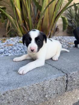 EMPANADA -  Labrador Retriever and Beagle Dog for Adoption in Discovery Bay, California - EMPANADA | PetCurious