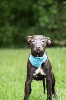 Terrier and Mixed Breed Dogs Available for Adoption in Belleville, Illinois - PASTRAMI | PetCurious