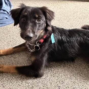 Australian Kelpie and Mixed Breed Dogs Available for Adoption - Allison | PetCurious