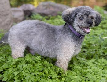 Spikey -  Yorkie Poo Dog for Adoption in Chicago, Illinois - Spikey | PetCurious