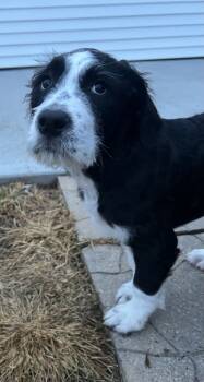Rescue Terrier Dogs for Adoption in Aurora, Indiana - California : Oakley | PetCurious