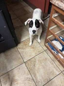 Rescue Mixed Breed Dogs for Adoption in Cincinnati, Ohio - Muppet | PetCurious