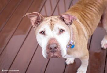 Piper -  American Staffordshire Terrier and Shar Pei Dog for Adoption in Grand Rapids, Michigan - Piper | PetCurious