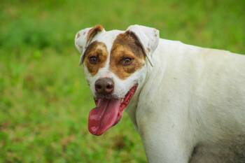 Rescue American Bulldog and American Foxhound Dogs for Adoption in Saint George, South Carolina - Badger | PetCurious